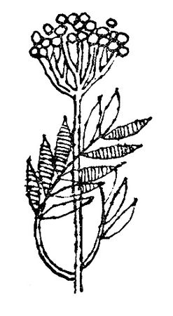 Ольга Коренева - Белая ласточка