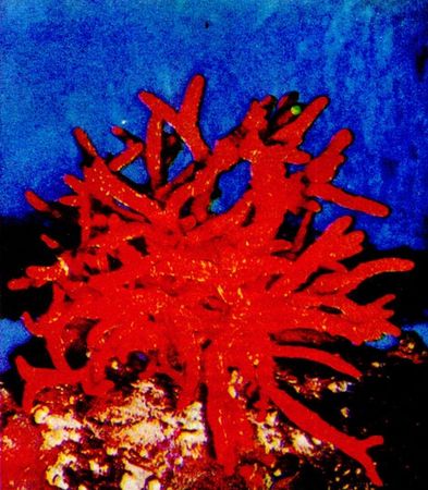 Герман Хеберляйн - Подводный мир