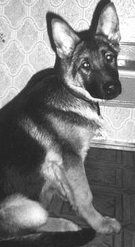 Ольга Зыкина - Немецкая овчарка