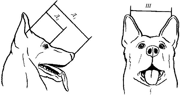 Ольга Зыкина - Немецкая овчарка