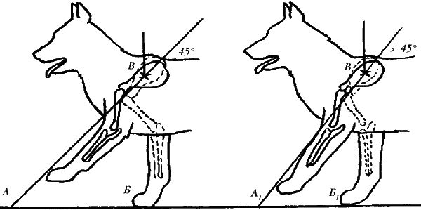 Ольга Зыкина - Немецкая овчарка