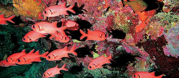 Андрей Рянский - Дайвинг. Красное море