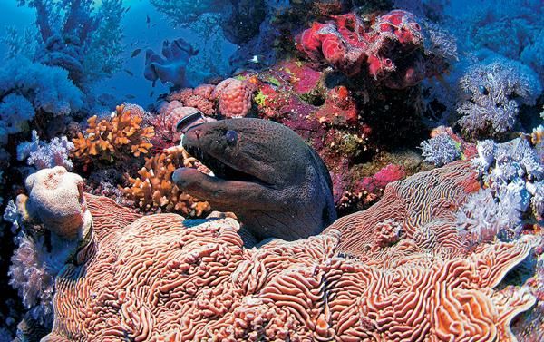 Андрей Рянский - Дайвинг. Красное море