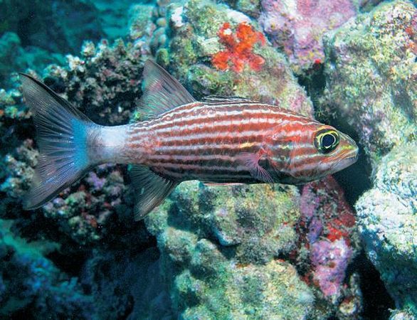 Андрей Рянский - Дайвинг. Красное море