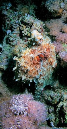 Андрей Рянский - Дайвинг. Красное море