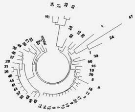 Анатолий Клёсов - ДНК-генеалогия от А до Т