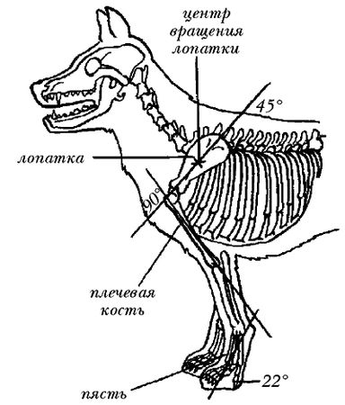Ольга Зыкина - Немецкая овчарка