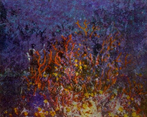 Герман Хеберляйн - Подводный мир