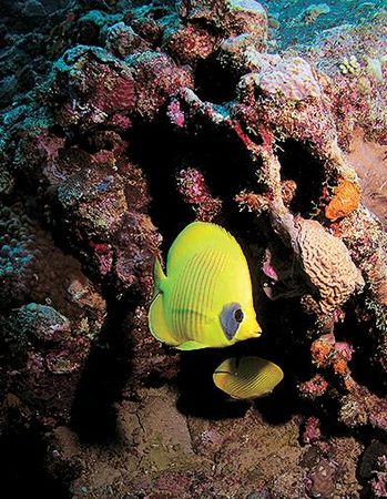 Андрей Рянский - Дайвинг. Красное море