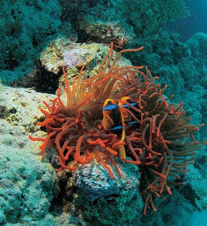 Андрей Рянский - Дайвинг. Красное море