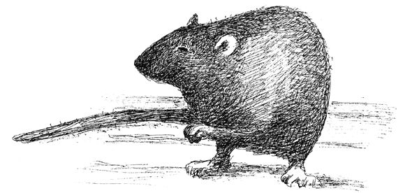 Александра Николаенко - Светофор, шушера и другие граждане