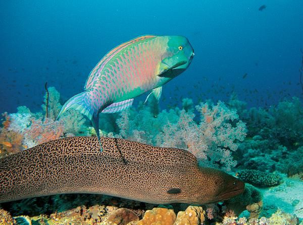 Андрей Рянский - Дайвинг. Красное море