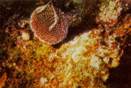 Герман Хеберляйн - Подводный мир