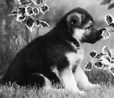 Ольга Зыкина - Немецкая овчарка