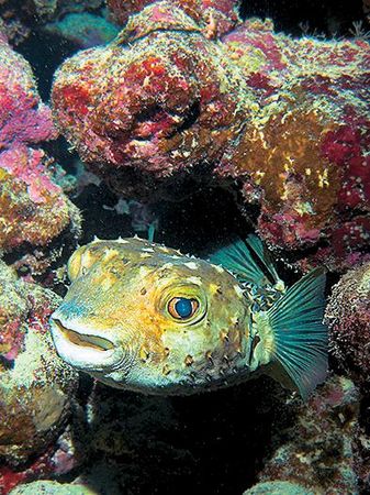 Андрей Рянский - Дайвинг. Красное море