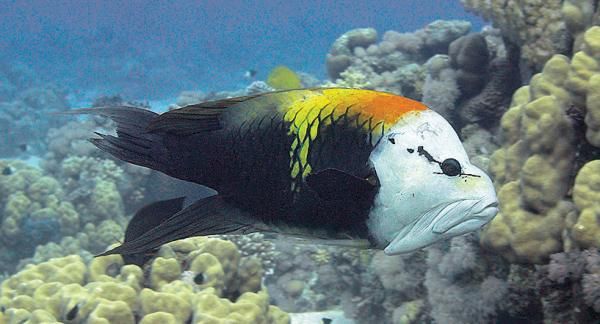 Андрей Рянский - Дайвинг. Красное море