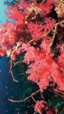 Андрей Рянский - Дайвинг. Красное море