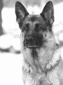 Ольга Зыкина - Немецкая овчарка