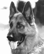 Ольга Зыкина - Немецкая овчарка