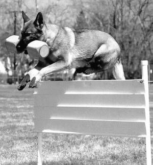 Ольга Зыкина - Немецкая овчарка