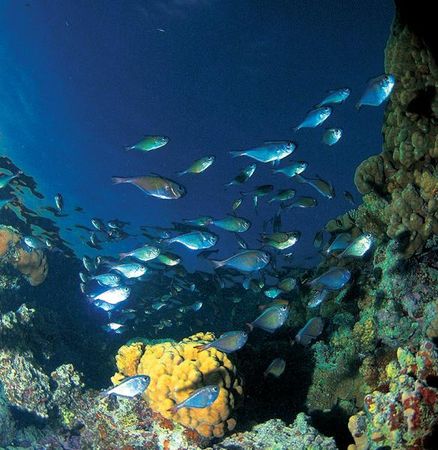 Андрей Рянский - Дайвинг. Красное море