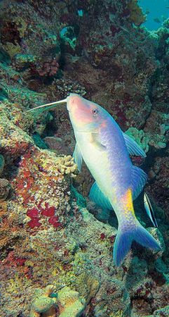 Андрей Рянский - Дайвинг. Красное море