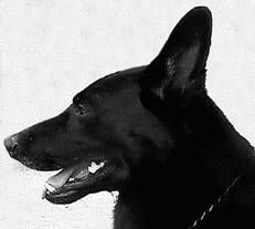 Ольга Зыкина - Немецкая овчарка