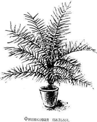 Николай Верзилин - Путешествие с домашними растениями