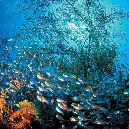 Андрей Рянский - Дайвинг. Красное море