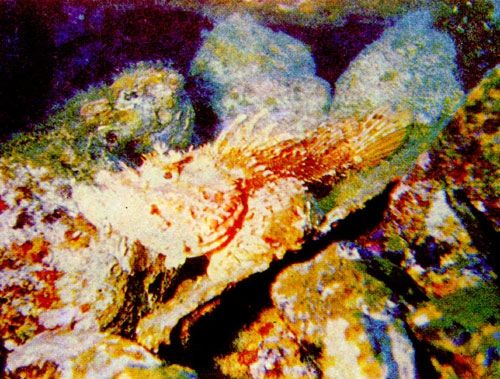 Герман Хеберляйн - Подводный мир