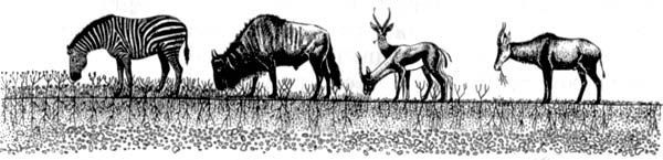 Африканский рай