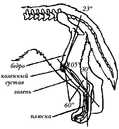 Ольга Зыкина - Немецкая овчарка