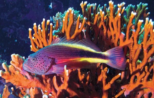 Андрей Рянский - Дайвинг. Красное море