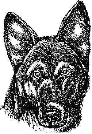 Ольга Зыкина - Немецкая овчарка