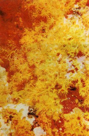 Герман Хеберляйн - Подводный мир