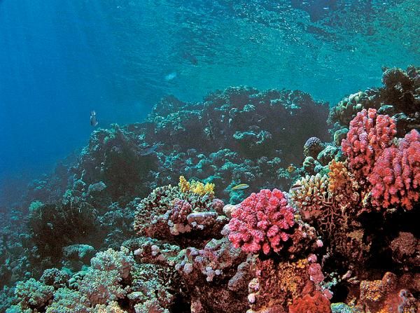 Андрей Рянский - Дайвинг. Красное море