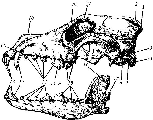 Ольга Зыкина - Немецкая овчарка