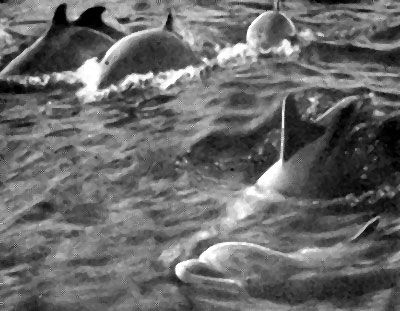 Энтони Олперс - Дельфины