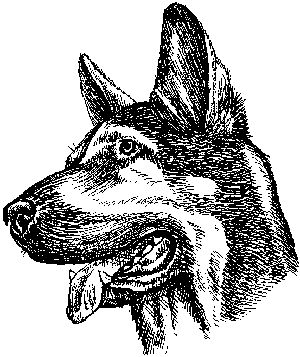 Ольга Зыкина - Немецкая овчарка