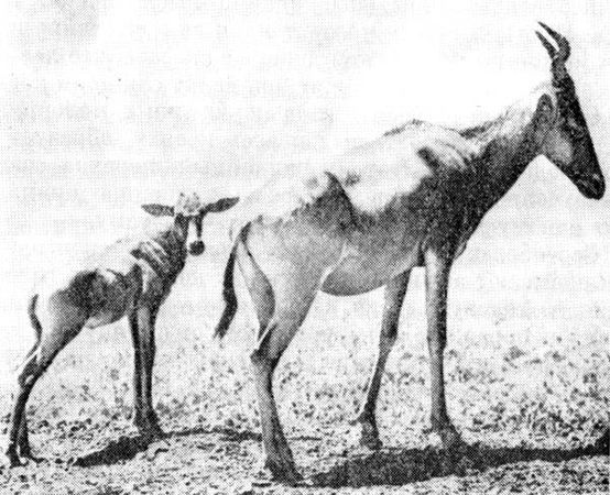 Феликс Родригес де ла Фуэнте - Африканский рай