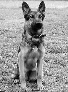 Ольга Зыкина - Немецкая овчарка