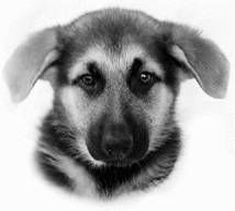 Ольга Зыкина - Немецкая овчарка