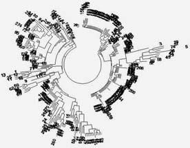 Анатолий Клёсов - ДНК-генеалогия от А до Т