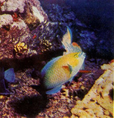 Герман Хеберляйн - Подводный мир