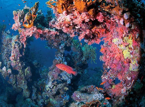 Андрей Рянский - Дайвинг. Красное море