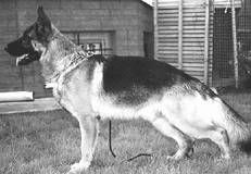 Ольга Зыкина - Немецкая овчарка