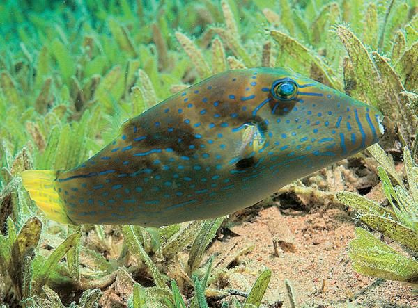 Андрей Рянский - Дайвинг. Красное море