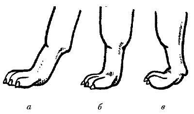 Ольга Зыкина - Немецкая овчарка
