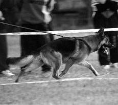 Ольга Зыкина - Немецкая овчарка