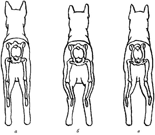 Ольга Зыкина - Немецкая овчарка